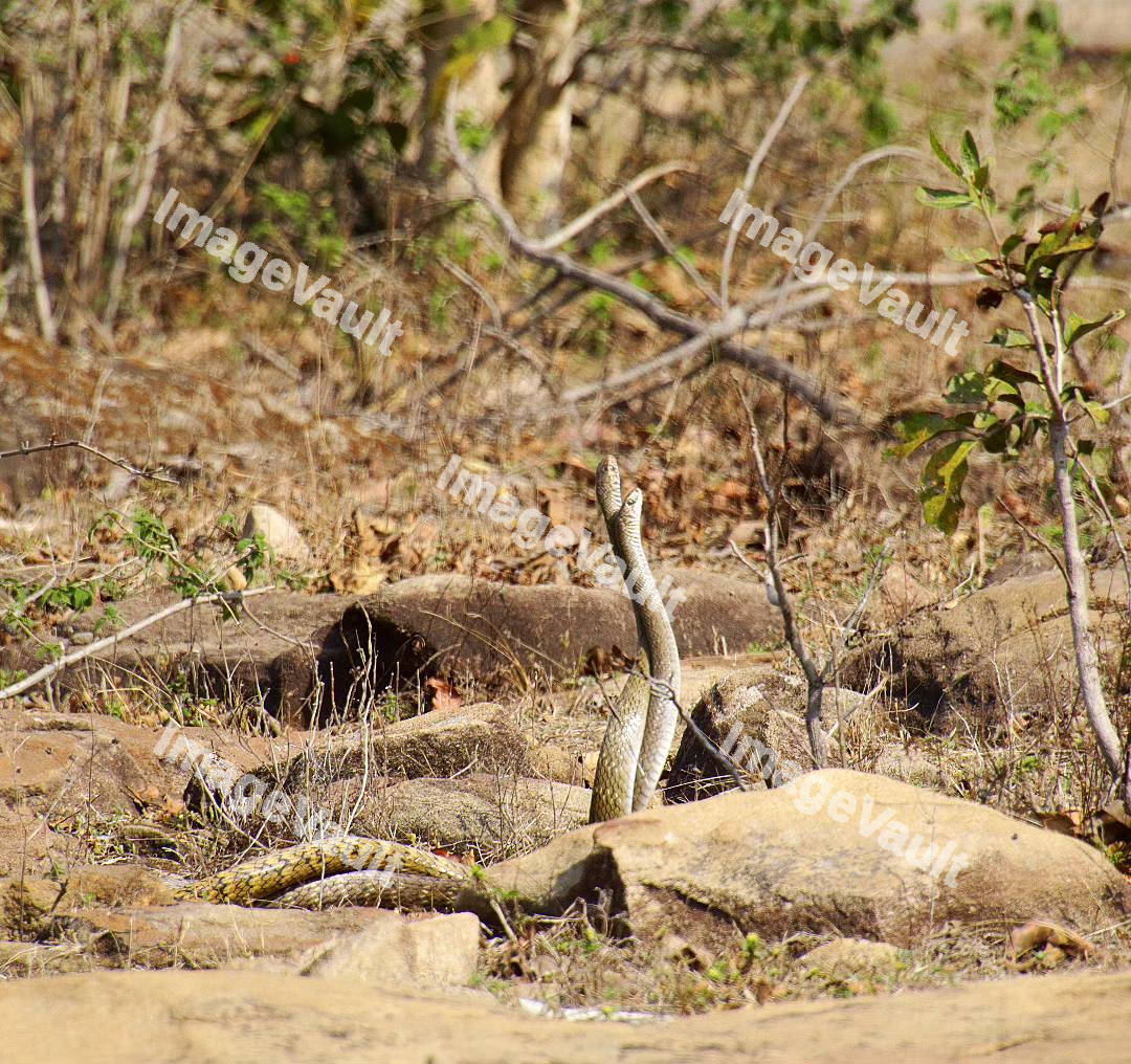 Two Cape cobras in the desert